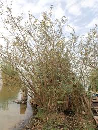 Image result for Aeschynomene elaphroxylon