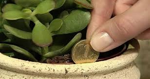 Selon Le Feng Shui Le Crassula Ou Arbre De Jade Est Une Plante A Installer Chez Soi Pour Attirer La Richesse Et Plante Crassula Crassula Plante Porte Bonheur