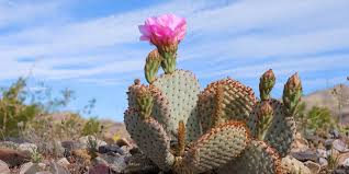 The cold, however, typically must persist for several hours for the injury to occur. Death Valley Plants Animals Visit California