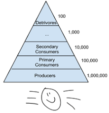 10 Rule 90 Reduction Per Level In Biomass Pyramid 7th Grade Science Carbon Cycle Science