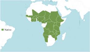 Image result for Senna singueana