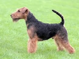 The welsh terrier is a rather old breed, originally from wales. Welsh Terrier Brit