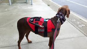 See more ideas about service dog vests, dog vests, service dogs. Medical Alert Dog Vest Nicole Flanagan Creations