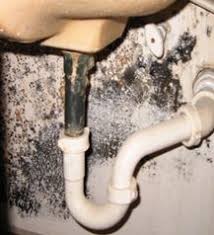 signs of mold in house