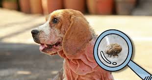 Image result for scabies dog ear