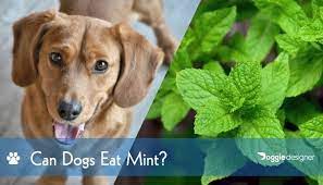 Can Dogs Eat Mint What You Need To Know Hepper