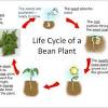 Seedlings are planted in the north in open ground. 1