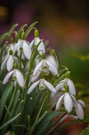 Beautiful Snowdrop Bulbs For Sale Cambridgefarmersoutlet Flower Garden Spring Flowers Cacti And Succulents