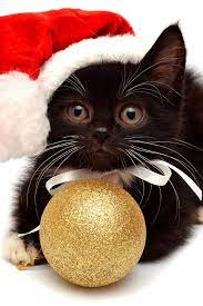 The 10 Cutest Christmas Cats Ever Cute Animals Christmas Cats Christmas Animals