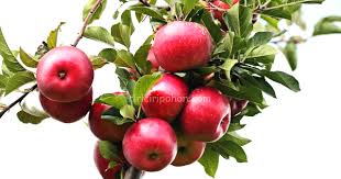 Check spelling or type a new query. Mengenal Pohon Apel Agar Sukses Menanamnya Ciriciripohon Com
