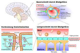 Zwischen der inneren und der mittleren hirnhaut, in dem sogenannten subarachnoidalraum. Blut Hirn Schranke