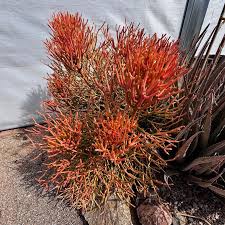 Image result for Euphorbia tirucalli