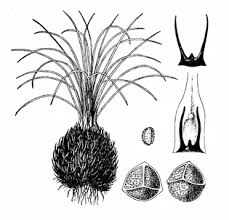 Image result for Isoetes welwitschii