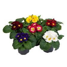 Image result for Primula