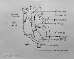 How To Draw Internal Structure Of Human Heart Easy Version Easy Heart Drawings Heart Diagram Heart Drawing