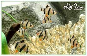 Ikan Sumatra Pemakan Kutu Ikan Sumatra Pemakan Kutu Koi Ikan Sumatra Tiger Ikan Sumatra Tiger Barb Ikan Sumatran Tiger Ikan Tigerfish Sumatra Betina Ikan