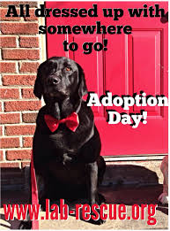 Lab Rescue Is Having An Adoption Event This Sunday In Frederick Maryland The Rescue Is Packed And There Will Be A Great Selection Lab Rescue Rescue Adoption