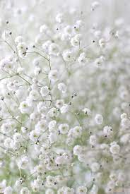 Pin On Flowers