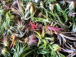 Tillandsia ionantha air plant species identification. Different Types Of Air Plants And How To Identify Them