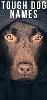 They are loyal to their owners but sometimes leery of strangers. Tough Dog Names Scary Fierce Strong Guard Dog Inspired Ideas