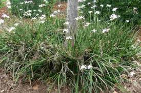 Image result for Dietes
