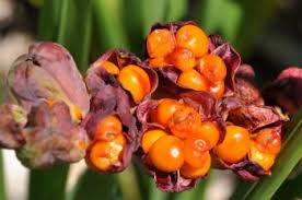 Image result for Maranthes floribunda
