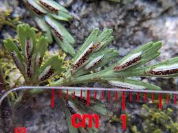 Image result for Asplenium goetzei