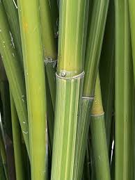 Image result for Bambusa