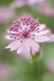 Image result for Astrantia major `Roma`