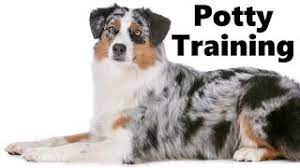 How To Potty Train An Australian Shepherd Puppy Blue Merle Training Australian Shepherd Puppies Youtube