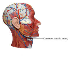 Image result for carotid artery