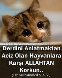 Ilkay Arslan Adli Kullanicinin Hz Muhammed S A V Panosundaki Pin Goruntuler Ile Hayvan Sozleri Hayvan Haklari Sevimli Kopek Yavrulari