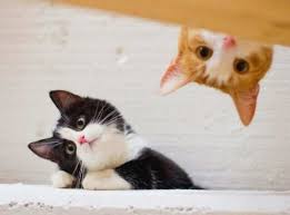 We did not find results for: Wallpaper Gambar Kucing Please Cat Eyes 1024x768 Download Hd Wallpaper Wallpapertip