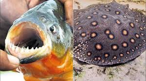 En el mar se encuentra . Palometas Y Rayas Sus Diferentes Conductas En El Agua Y Como Reaccionar Ante Ellas