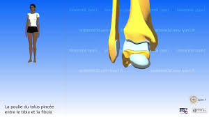 Certains médicaments peuvent provoquer un gonflement des pieds. Douleur De Cheville Les 3 Causes Possibles Osteopathe Du Sport