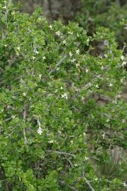 Image result for Coddia rudis