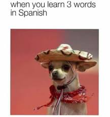 Si No Tequila Funny Dog Memes Funny Relatable Memes Dog Memes