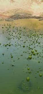 Maybe you would like to learn more about one of these? These Algae Bubbles In A Pond In Cambodia Oc Mildlyinteresting