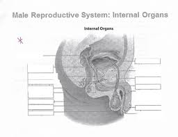 Media in category male internal organs. Male Reproductive System Internal Organs Right Side Diagram Quizlet