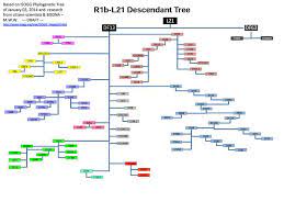 R1b L21 Phylogenetic Tree Phylogenetic Tree Dna Tree Dna Genealogy