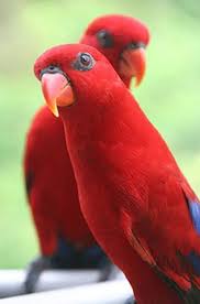 Types Of Birds You Can Have As Pets Popular And Rare Lories And Lorikeets As Pets Beautiful Birds Red Birds Colorful Birds