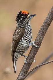 picapauzinho-escamoso (Picumnus albosquamatus) | WikiAves - A Enciclopédia  das Aves do Brasil