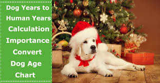 Dog Years To Human Years Calculation Importance Ways To