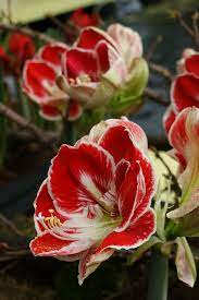 Hippeastrum Prelude 2 Beautiful Flowers Unusual Flowers Amazing Flowers