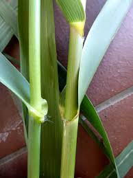 Image result for Phragmites karka