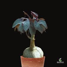 Image result for Adenia