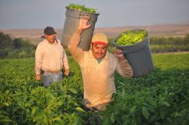 Image result for mexicans working