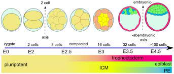 Blastocyst Development Embryology