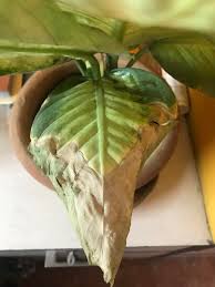 It's true that deer love hosta. Can Anyone Help Me With This Dieffenbachia Problem The Leaves Are Ripped And Turning Brown At The Edges Gardening