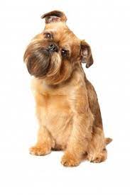 Most of the styling goes on there. Breed Of The Week Brussels Griffon Paws Playgrounds